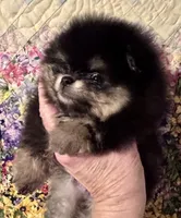 Mr Handsome., a male Pomeranian for sale in California, CA – Photo 2 of 5