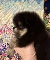 Mr Handsome., a male Pomeranian for sale in California, CA – Photo 1 of 5