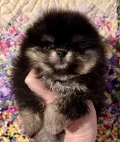 Mr Handsome., a male Pomeranian for sale in California, CA – Photo 4 of 5