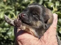 Fleetwood Mac, a male Pomeranian for sale in Redding, CA – 3 of 10