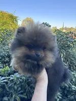 Ferrari, a male Pomeranian for sale in Redding, CA – 3 of 10