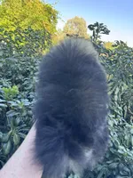 Ferrari, a male Pomeranian for sale in Redding, CA – 4 of 10