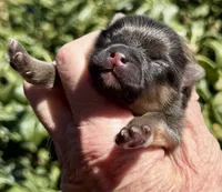 Fleetwood Mac, a male Pomeranian for sale in Redding, CA – 4 of 10