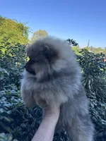 Mercedes , a female Pomeranian for sale in Redding, CA – 2 of 9