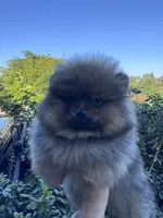 Mercedes , a female Pomeranian for sale in Redding, CA – 4 of 9