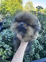 Lexus, a female Pomeranian for sale in Redding, CA – 5 of 10