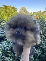 Lexus, a female Pomeranian for sale in Redding, CA – 4 of 10