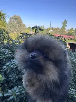 Lexus, a female Pomeranian for sale in Redding, CA – 2 of 10