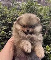 Oliver, a male Pomeranian for sale in California, CA – Photo 2 of 10