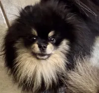 Oliver, a male Pomeranian for sale in California, CA – Photo 9 of 10