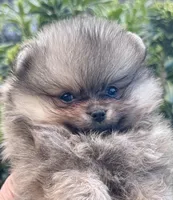 Oliver, a male Pomeranian for sale in California, CA – Photo 1 of 10