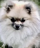Oliver, a male Pomeranian for sale in California, CA – Photo 7 of 10