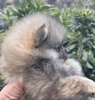 Oliver, a male Pomeranian for sale in California, CA – Photo 3 of 10