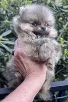 Oliver, a male Pomeranian for sale in California, CA – Photo 10 of 10