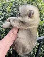 Oliver, a male Pomeranian for sale in California, CA – Photo 8 of 10