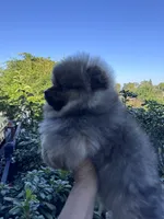 Mercedes , a female Pomeranian for sale in Redding, CA – 5 of 9