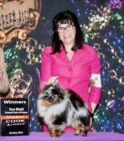 Percy, a male Pomeranian for sale in California, CA – Photo 6 of 10