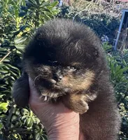 Percy, a male Pomeranian for sale in California, CA – Photo 4 of 10