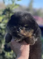 Percy, a male Pomeranian for sale in California, CA – Photo 5 of 10