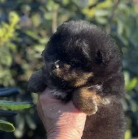 Percy, a male Pomeranian for sale in California, CA – Photo 2 of 10