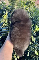 Percy, a male Pomeranian for sale in California, CA – Photo 10 of 10