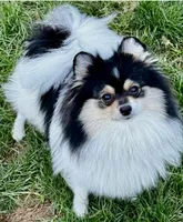 Percy, a male Pomeranian for sale in California, CA – Photo 3 of 10