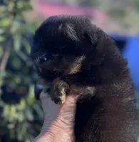 Percy, a male Pomeranian for sale in California, CA – Photo 7 of 10