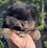 Percy, a male Pomeranian for sale in California, CA – Photo 1 of 10