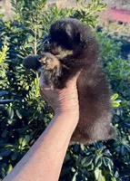 Percy, a male Pomeranian for sale in California, CA – Photo 9 of 10