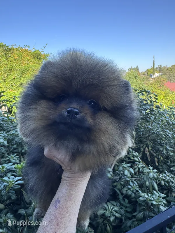 Lexus – Pomeranian puppy for sale in Redding, CA