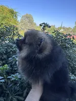 Lexus, a female Pomeranian for sale in Redding, CA – 7 of 10