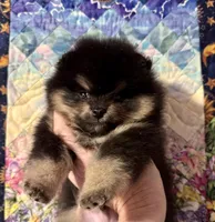 Howey, a male Pomeranian for sale in California, CA – Photo 3 of 4