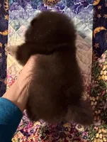 Howey, a male Pomeranian for sale in California, CA – Photo 2 of 4