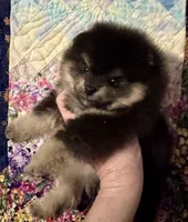 Howey, a male Pomeranian for sale in California, CA – Photo 1 of 4