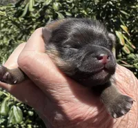 Fleetwood Mac, a male Pomeranian for sale in Redding, CA – 6 of 10