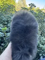 Lexus, a female Pomeranian for sale in Redding, CA – 6 of 10