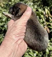 Fleetwood Mac, a male Pomeranian for sale in Redding, CA – 8 of 10