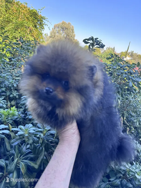 Ferrari – Pomeranian puppy for sale in Redding, CA