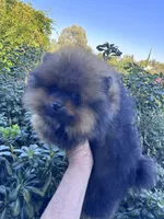 Ferrari, a male Pomeranian for sale in Redding, CA – 1 of 10
