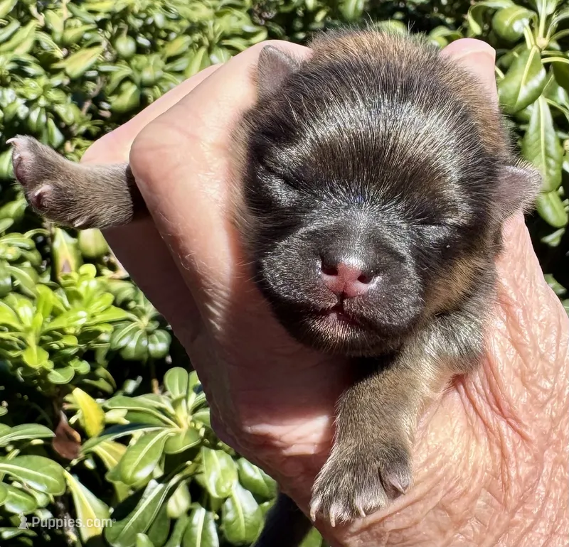 Fleetwood Mac – Pomeranian puppy for sale in Redding, CA