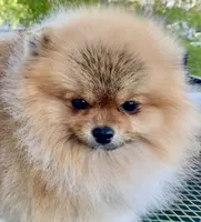 Ferrari, a male Pomeranian for sale in Redding, CA – 8 of 10