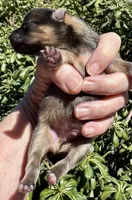 Fleetwood Mac, a male Pomeranian for sale in Redding, CA – 9 of 10