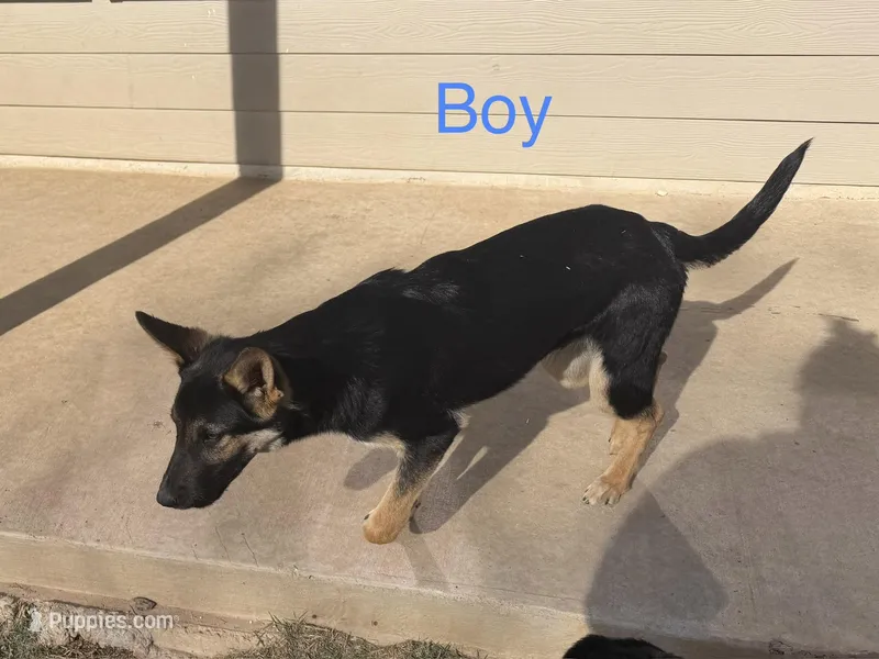 Loki – German Shepherd Dog puppy for sale in Justin, TX