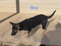 Loki, a male German Shepherd Dog for sale in Justin, TX – Photo 1 of 2