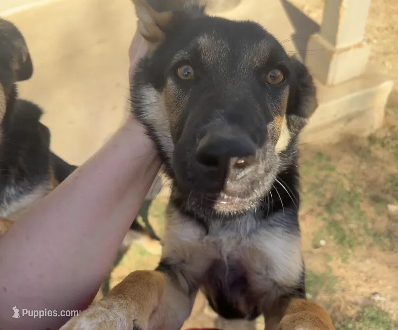 Loki – German Shepherd Dog puppy for sale in Justin, TX
