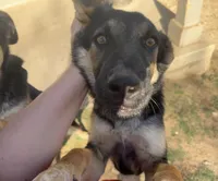 Loki, a male German Shepherd Dog for sale in Justin, TX – Photo 2 of 2