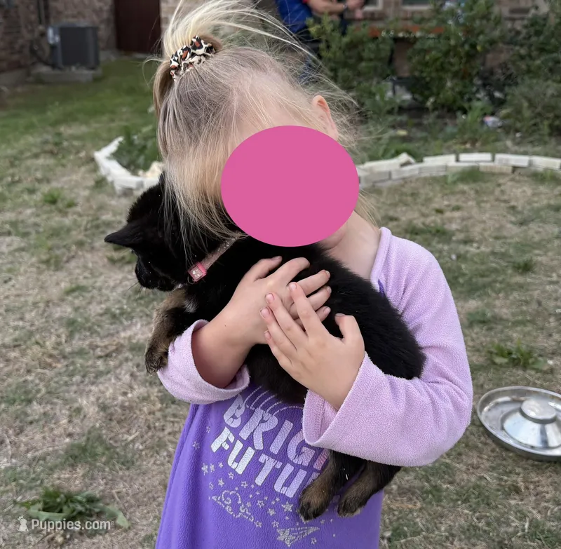 Tulip – German Shepherd Dog puppy for sale in Justin, TX