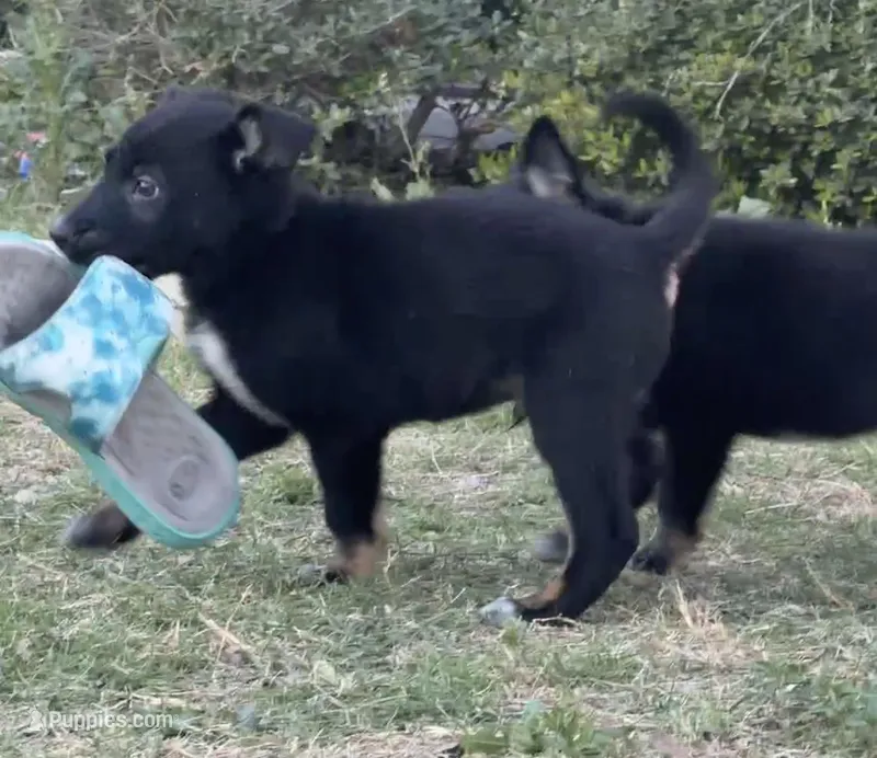 Blue – German Shepherd Dog puppy for sale in Justin, TX