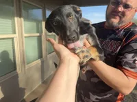 Elsa, a female German Shepherd Dog for sale in Justin, TX – Photo 2 of 2