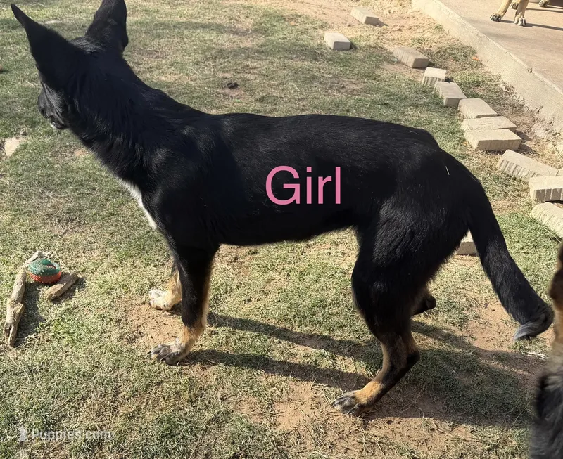 Elsa – German Shepherd Dog puppy for sale in Justin, TX